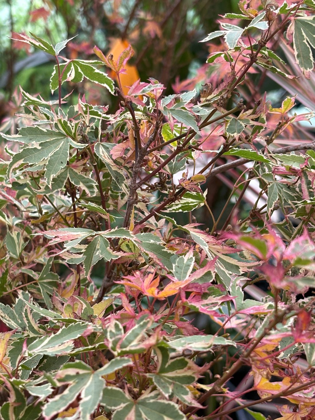 Acer palmatum Butterfly
