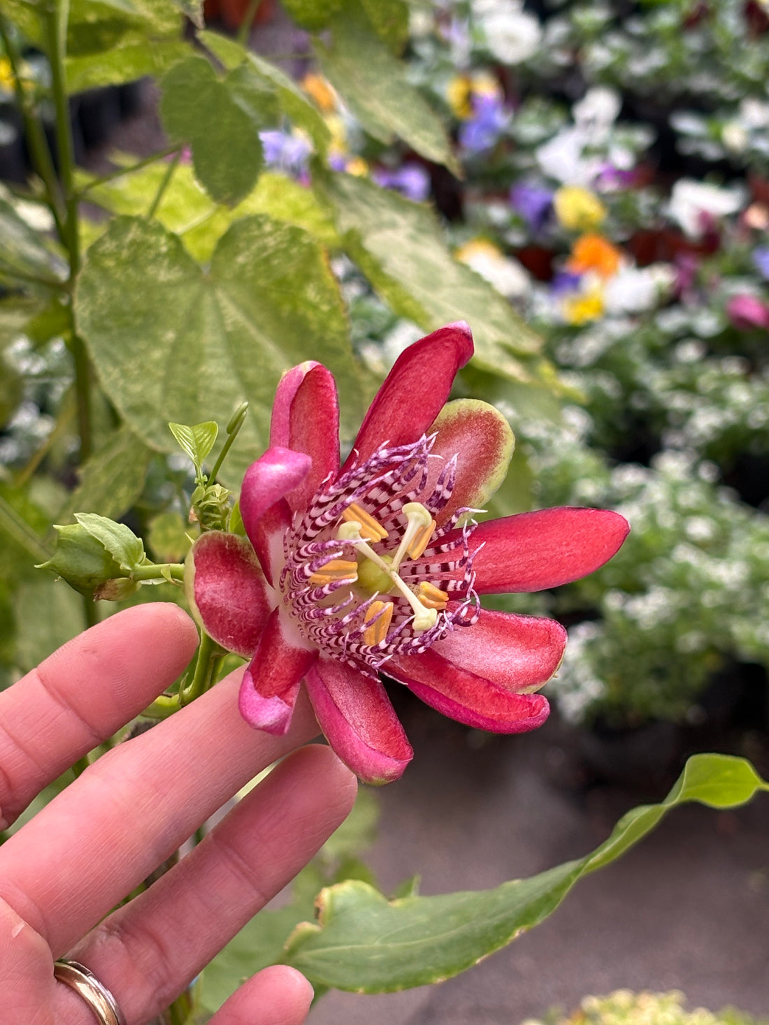 Passiflora quadrangularis (trepadora)