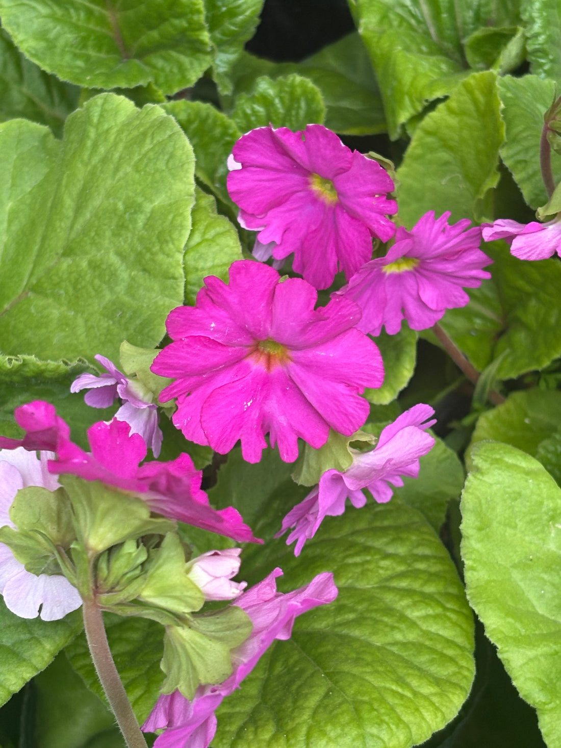 Prímula fucsia