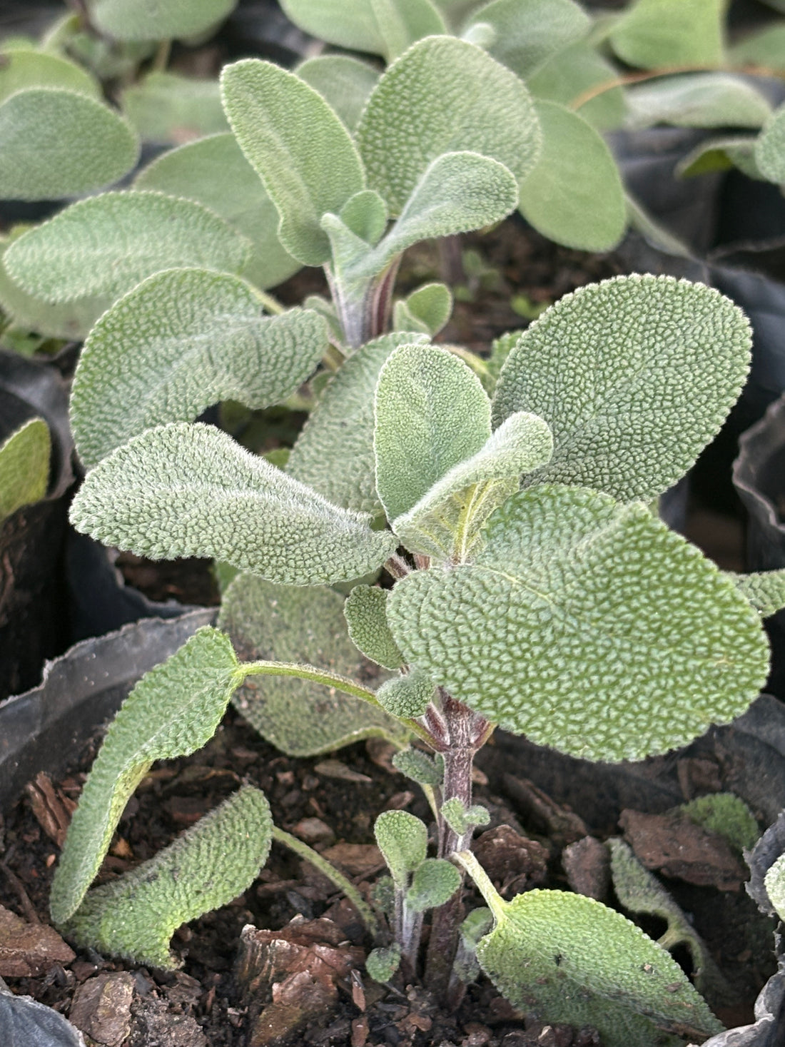 Salvia