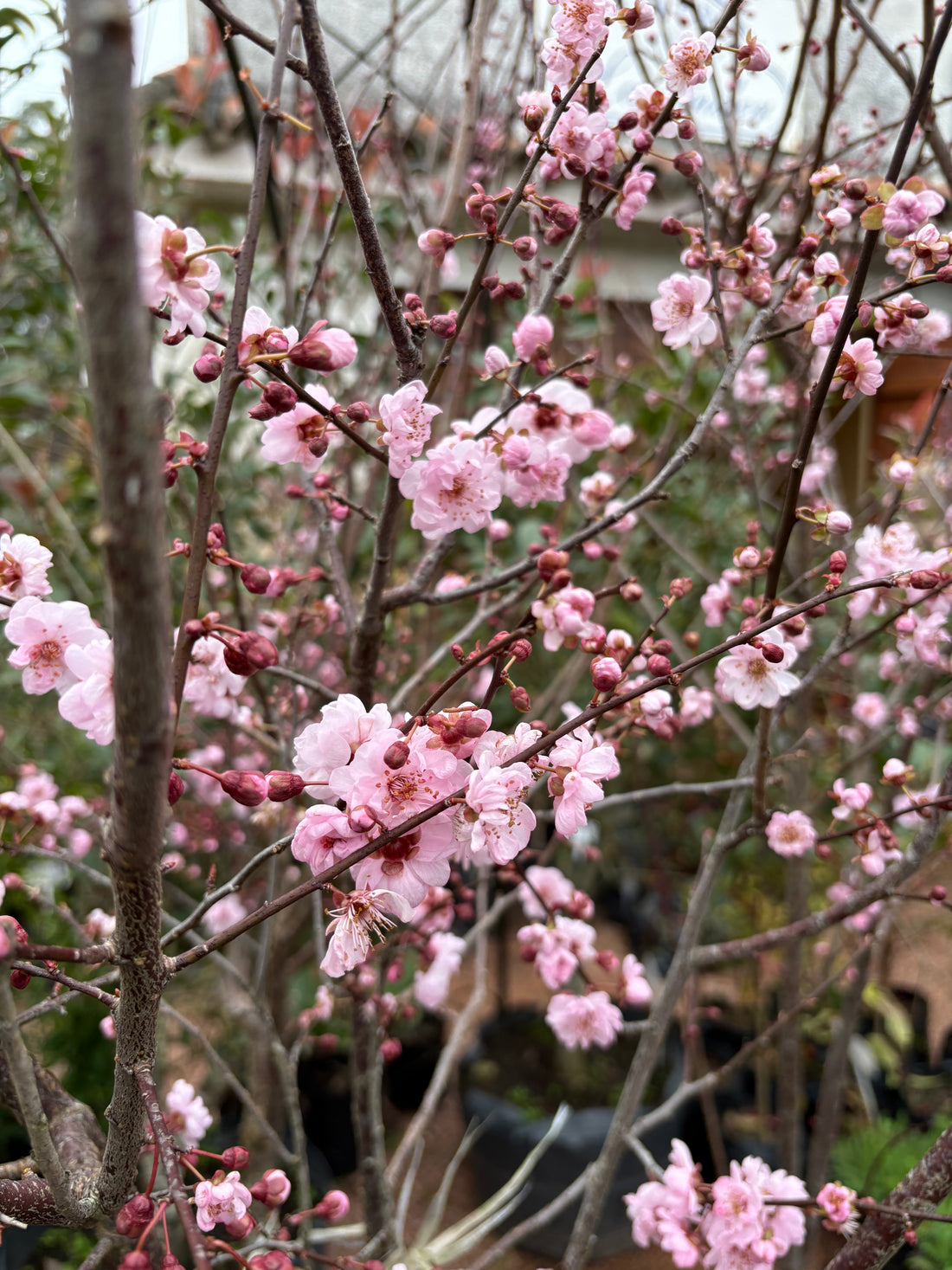 Ciruelo de jardín rosado doble (Prunus cerasifera)