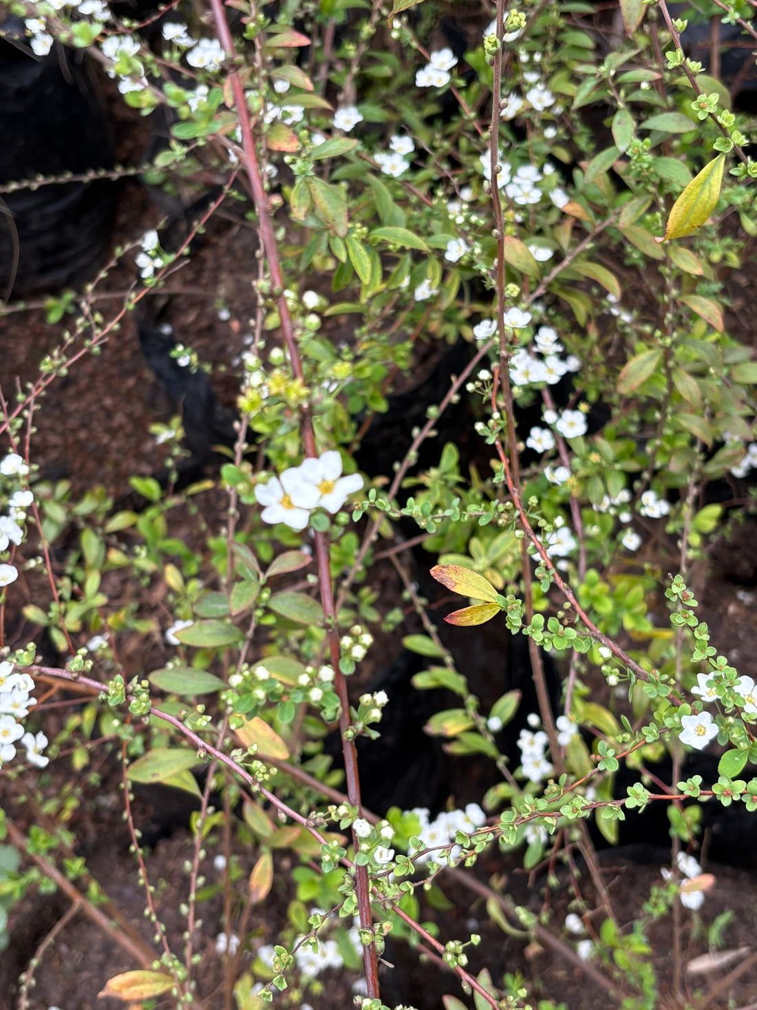 Spirea enana