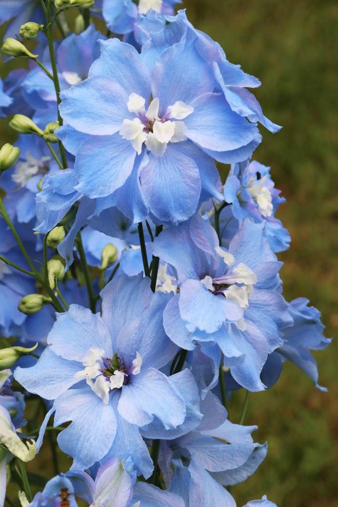 Delphinium azul