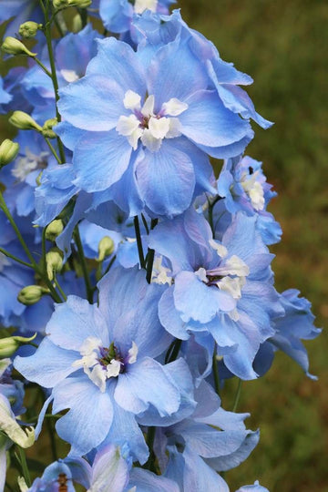 Delphinium azul