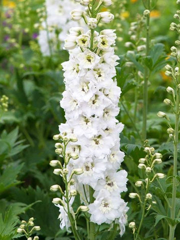 Delphinium blanco
