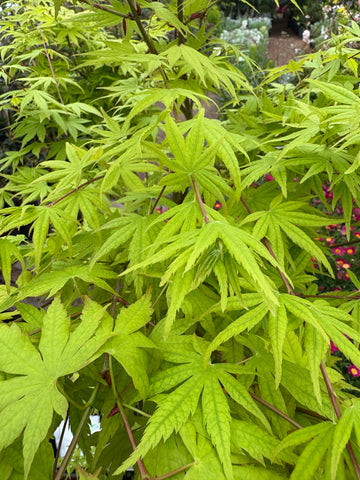 Acer palmatum