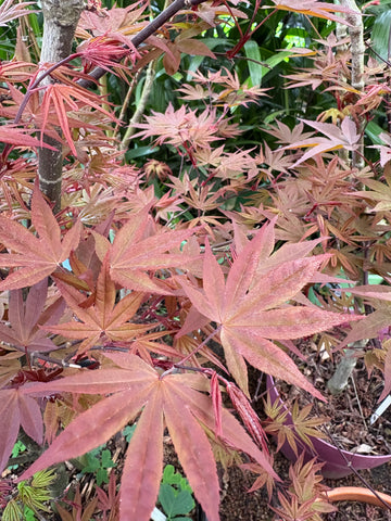 Acer palmatum rojo