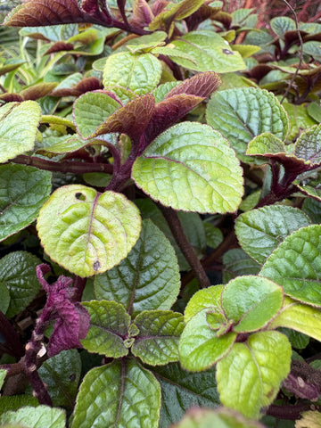 Plectranthus falso dólar