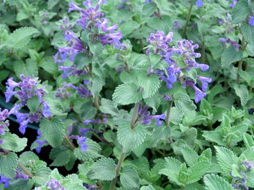 Nepeta