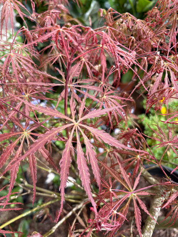 Acer Palmatum Inaba Shidare