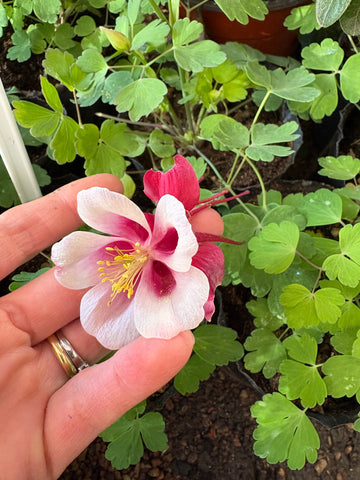 Aquilegia caerulea bordó