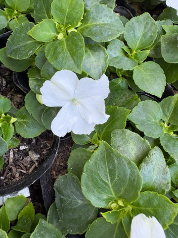Alegría blanca