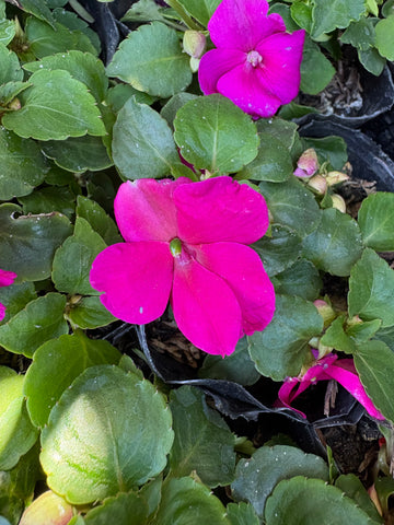 Alegría fucsia