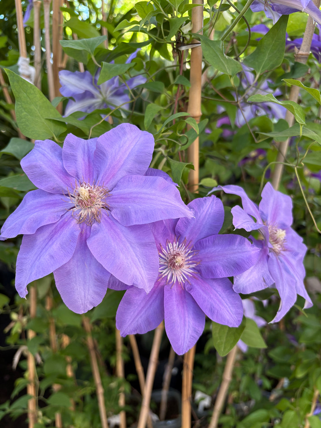 Clematis