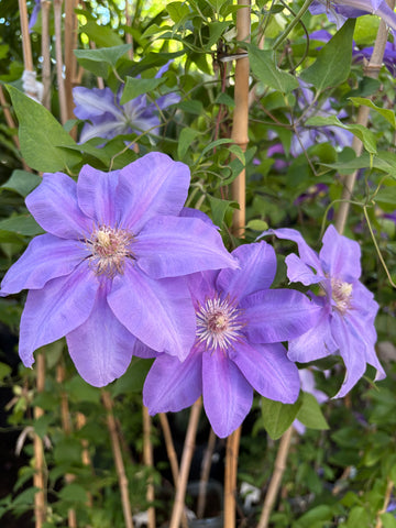 Clematis