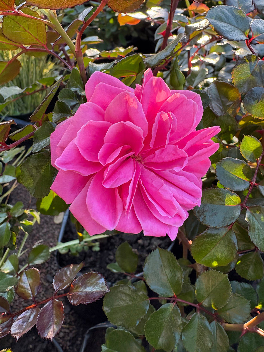 Royal Bónica