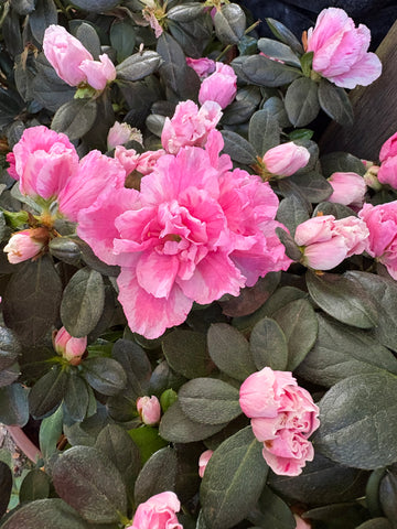 Azalea doble rosada