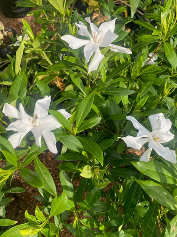 Jazmin inglés (Gardenia augusta Radicans)