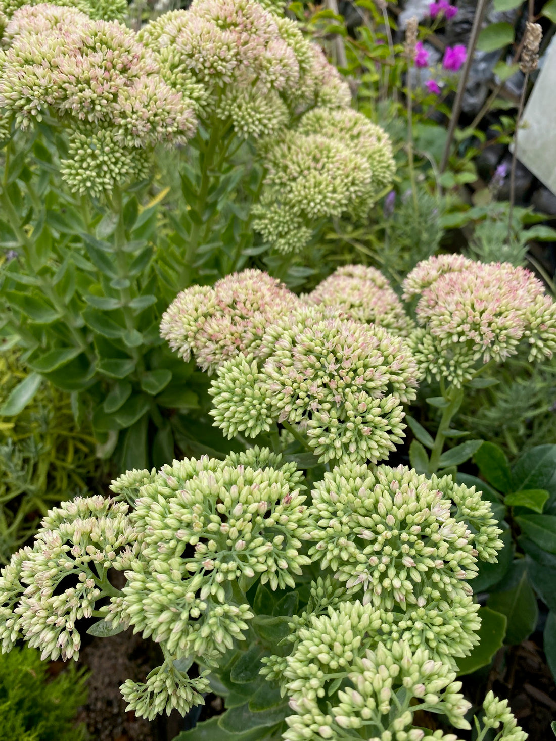 Sedum blanco