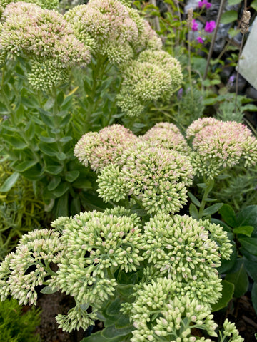 Sedum blanco