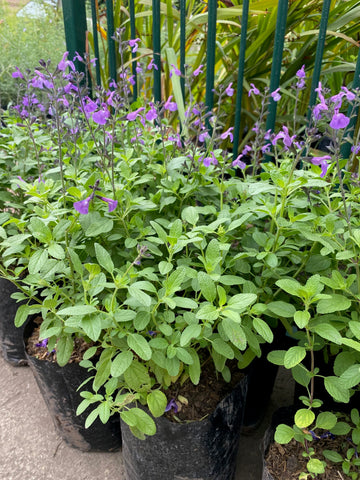 Salvia greggil azul