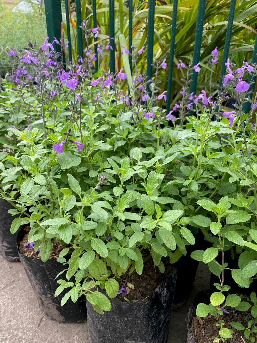 Salvia greggil azul