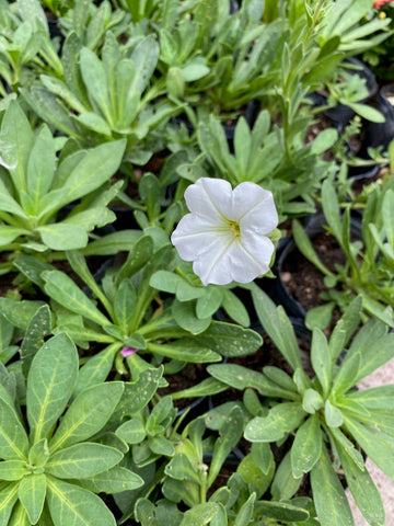 Petunia axilaris