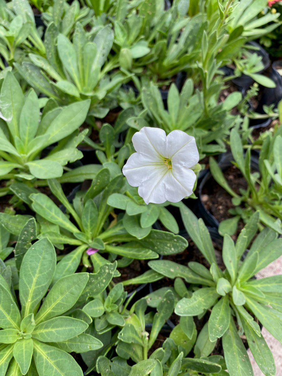 Petunia axilaris