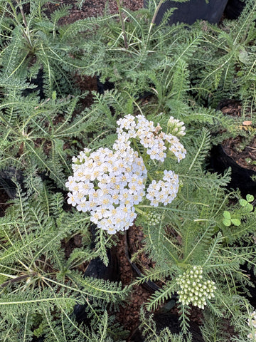 Achilea blanca