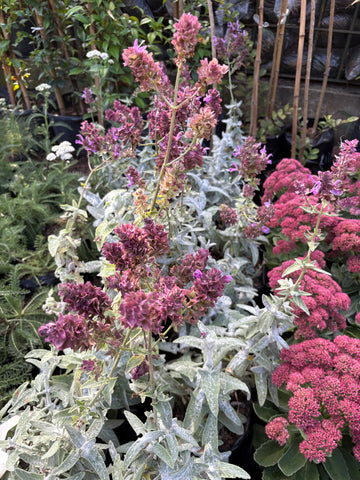 Salvia canadiensis
