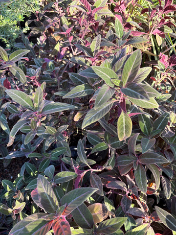 Ruellia rastrera morada