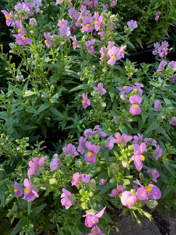 Nemesia rosa