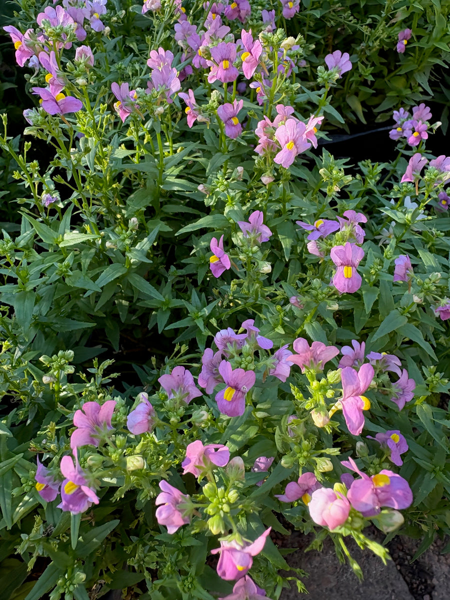 Nemesia rosa