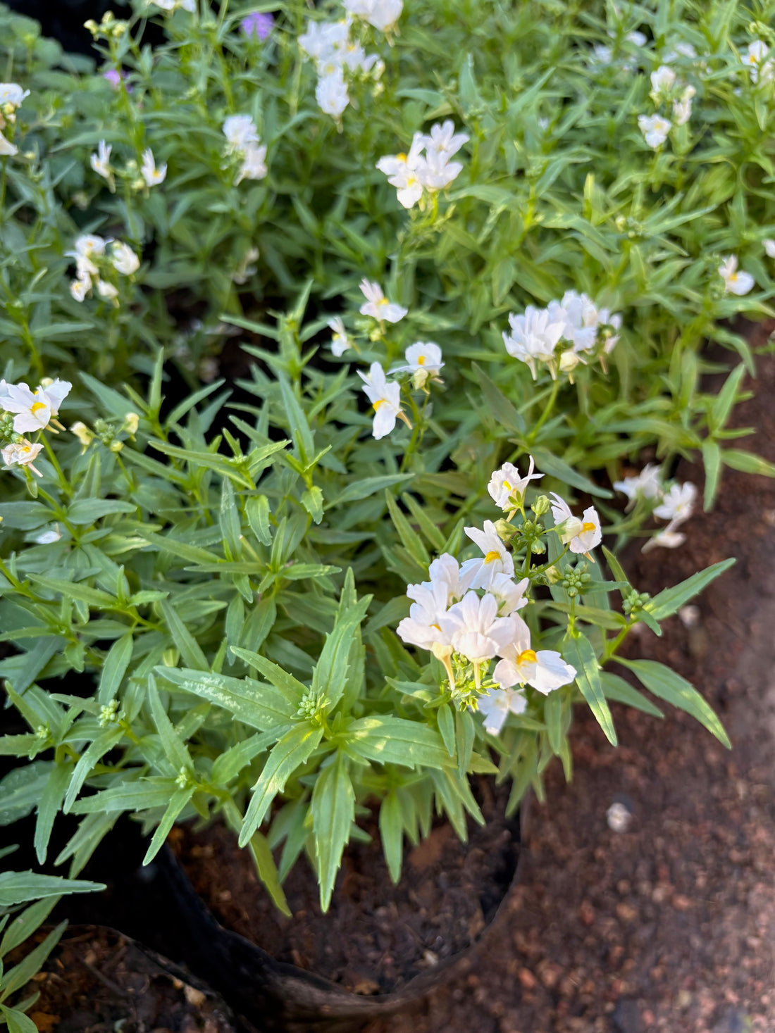 Nemesia blanca