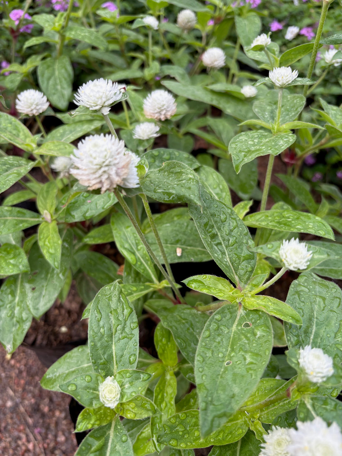 Gomphrena blanca