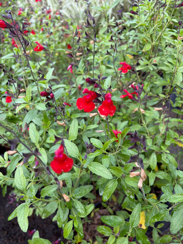 Salvia greggil roja