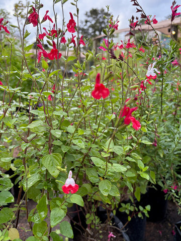 Salvia microphylla 'Hot Lips'