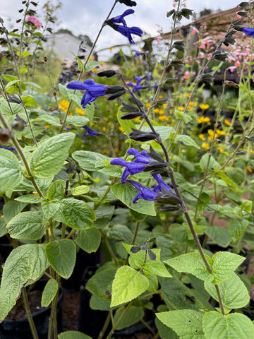 Salvia guaranitica