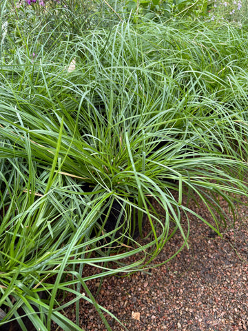 Carex divulsa