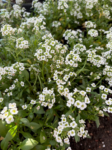Allisum blanco