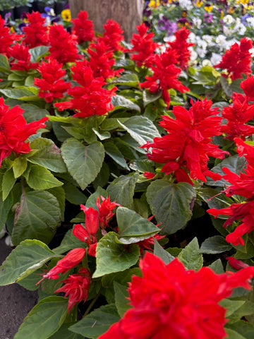 Coralito rojo