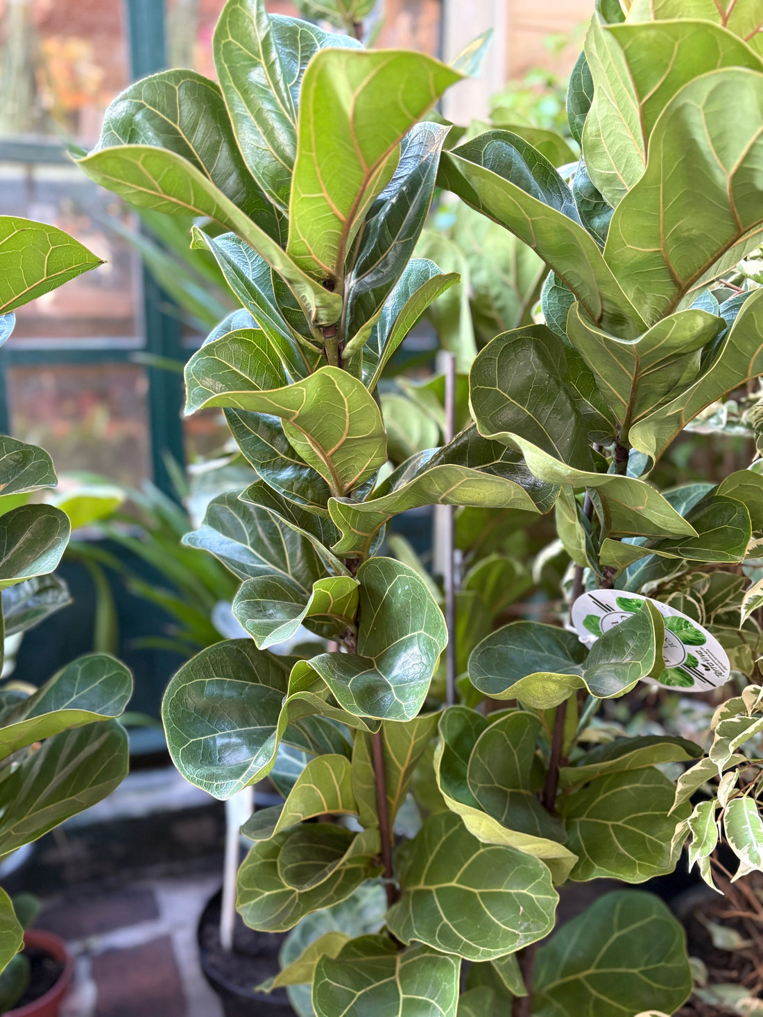 Ficus lyrata