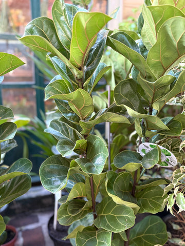 Ficus lyrata