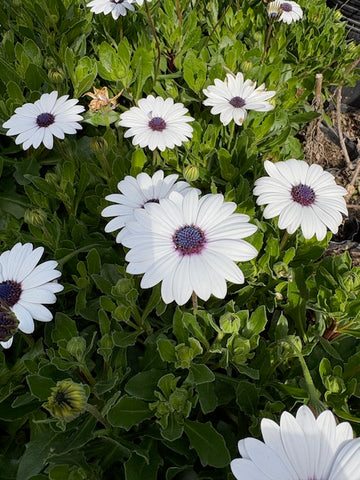 Dimorfoteca blanca