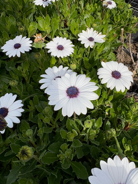 Dimorfoteca blanca