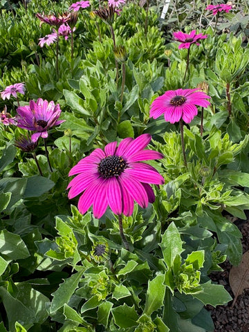 Dimorfoteca violeta