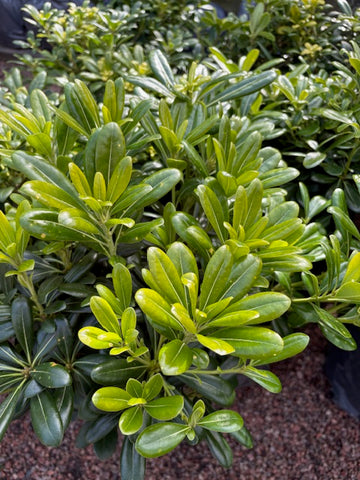 Pittosporum enano verde