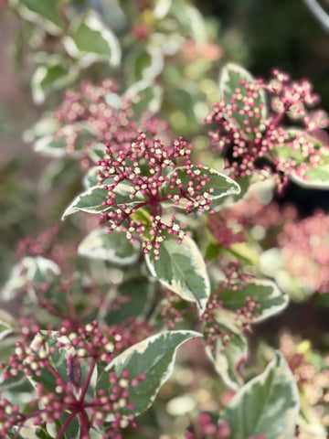 Viburnum tinus variegado