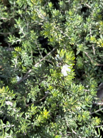 Westringia fruticosa