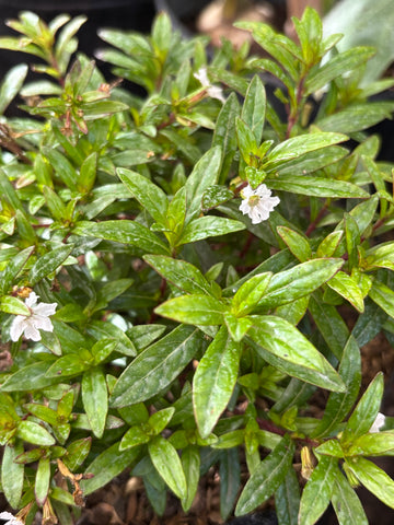 Cúfea blanca